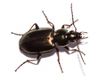 Agonum muelleri